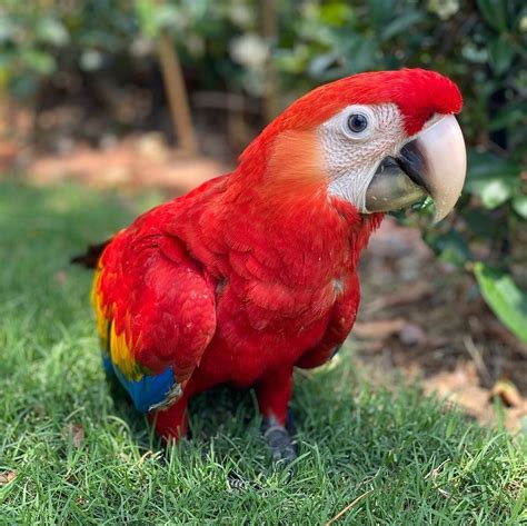Price Of Scarlet Macaw